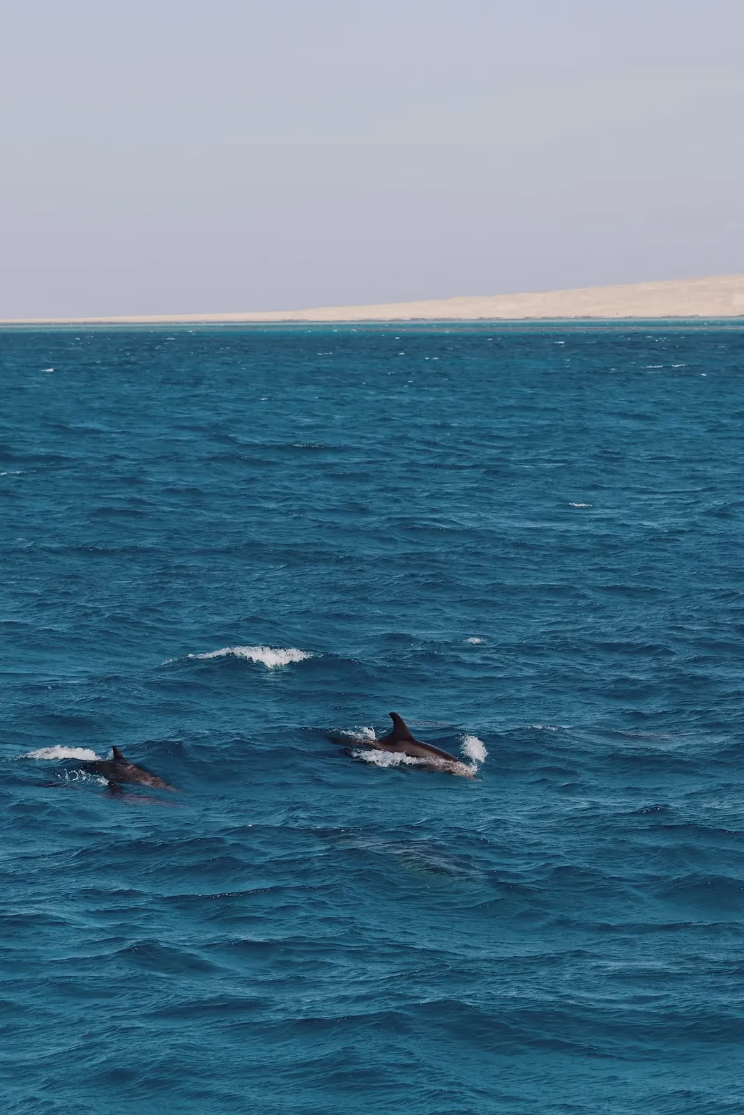 Twee dolfijnen komen boven in open zee, met een zandstrook aan de horizon