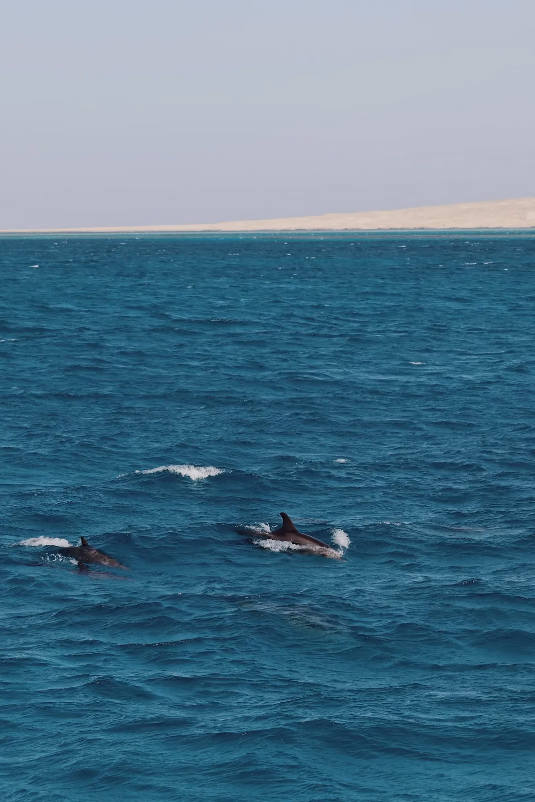 Twee dolfijnen komen boven in open zee, met een zandstrook aan de horizon
