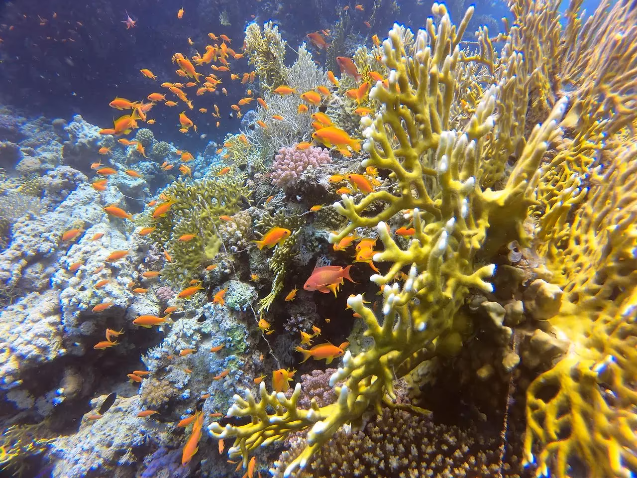 Koraal met oranje rifbaarsjes tussen gele en grijze koralen in de Rode Zee